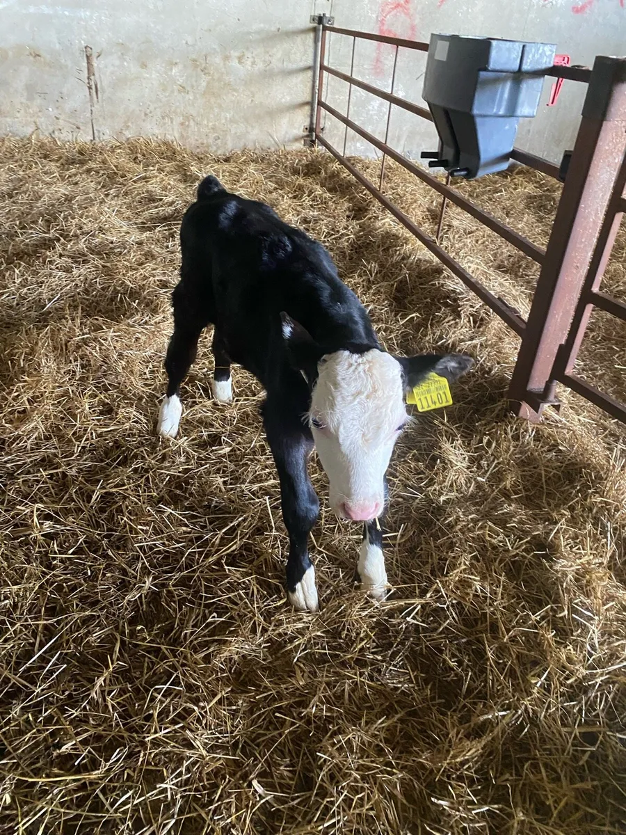 White head bull calf - Image 1