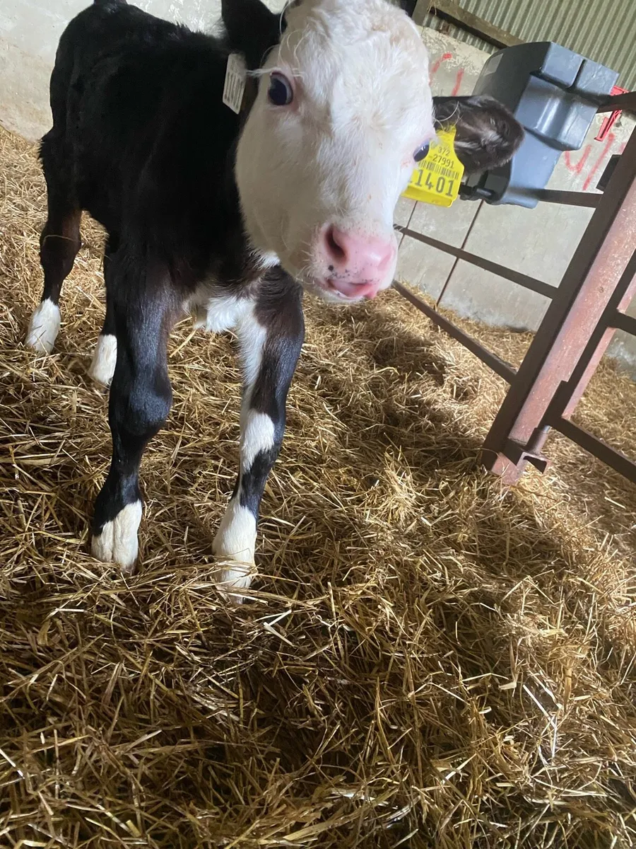White head bull calf - Image 2