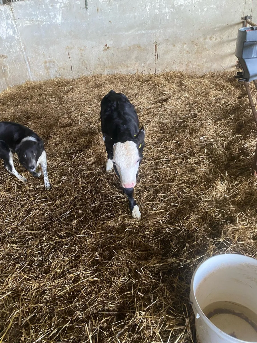 White head bull calf - Image 3