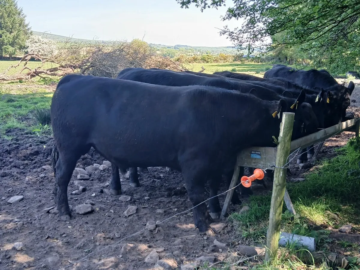 Purebred Angus Bulls - Image 2