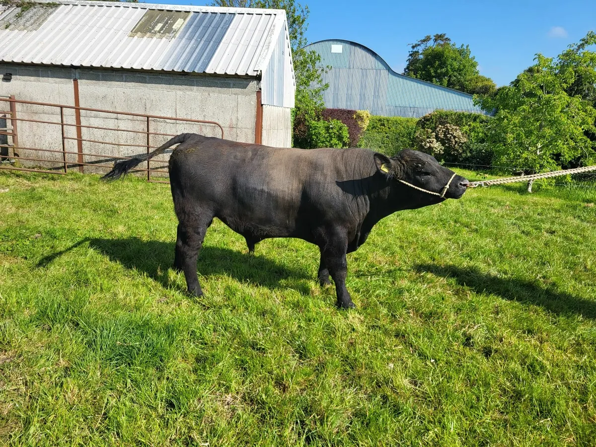 Pedigree registered Angus  bull - Image 1