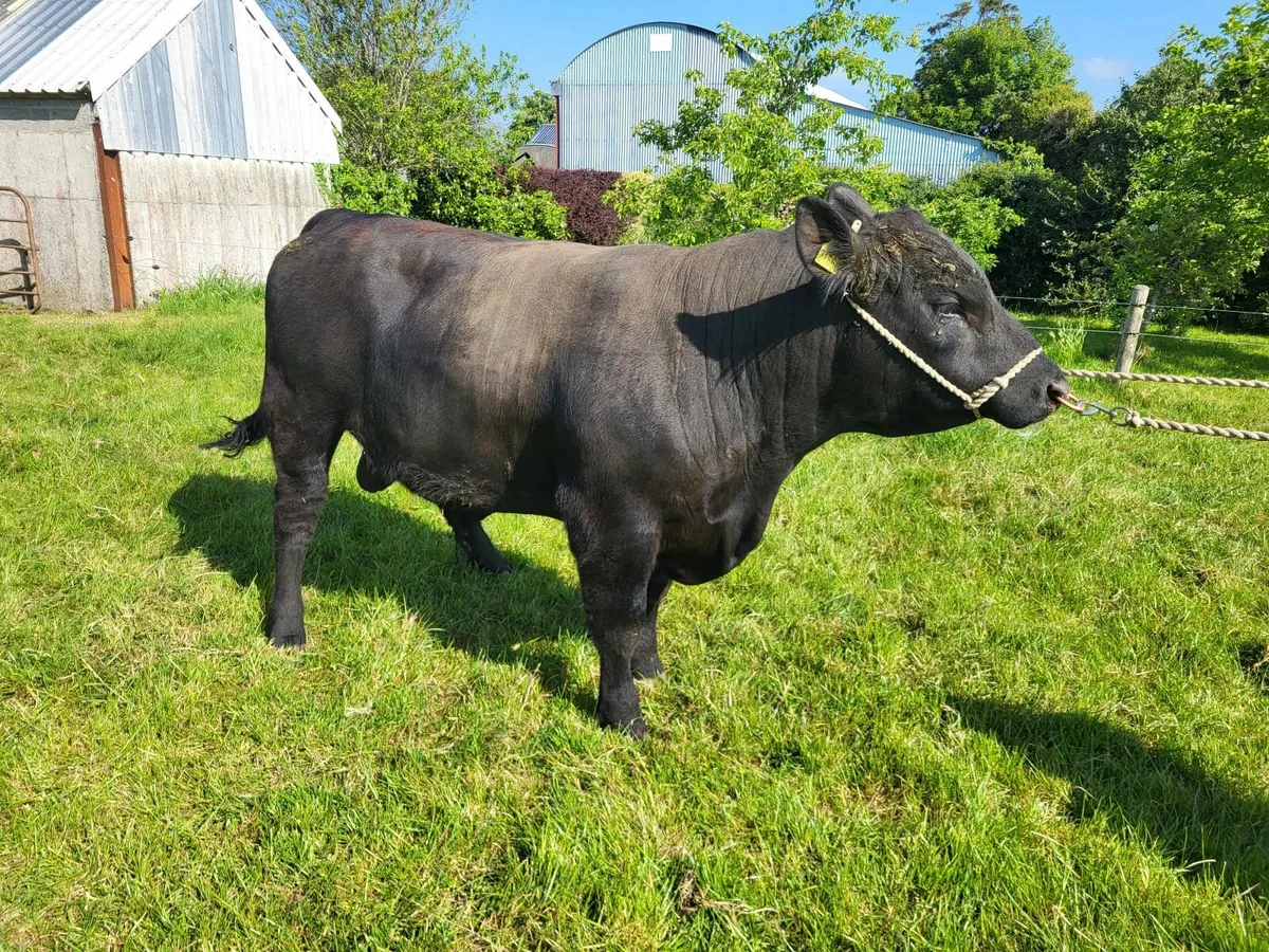 Pedigree registered Angus  bull - Image 2