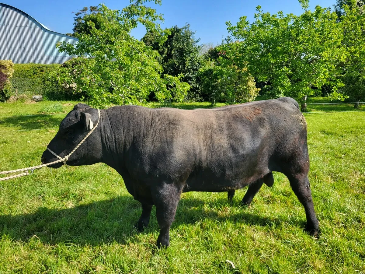 Pedigree registered Angus  bull - Image 3