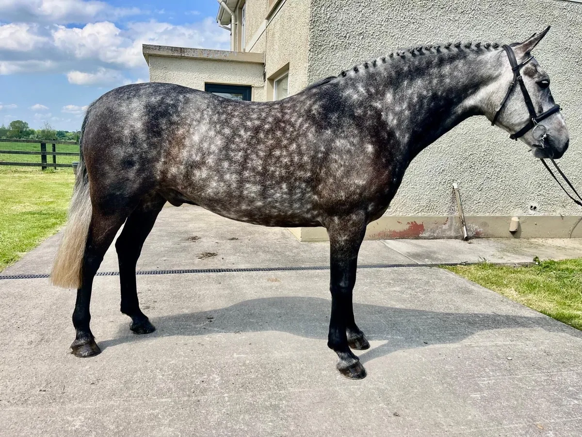 Lot 166 Clifden Sales - Image 1