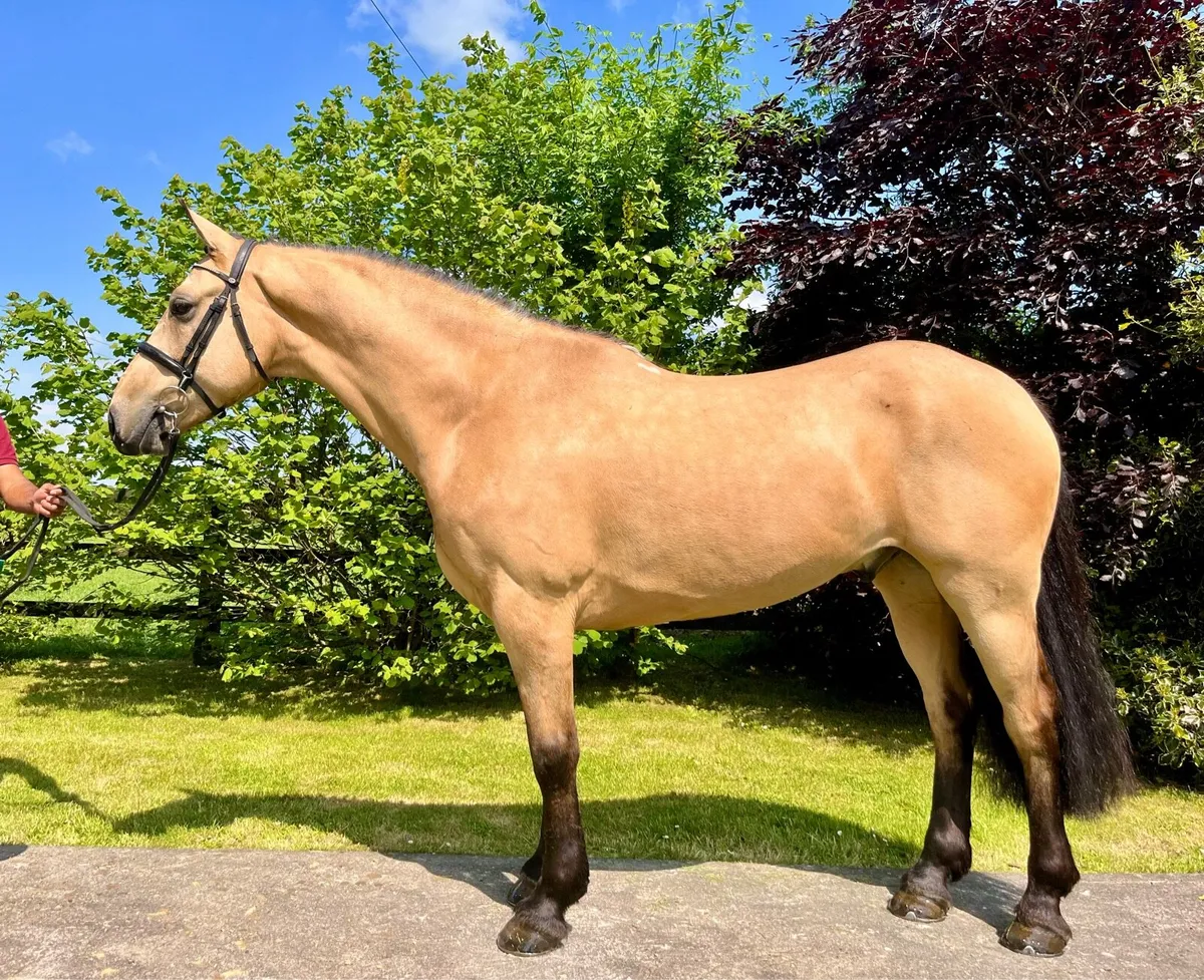 Lot 199 Clifden Sales - Image 2