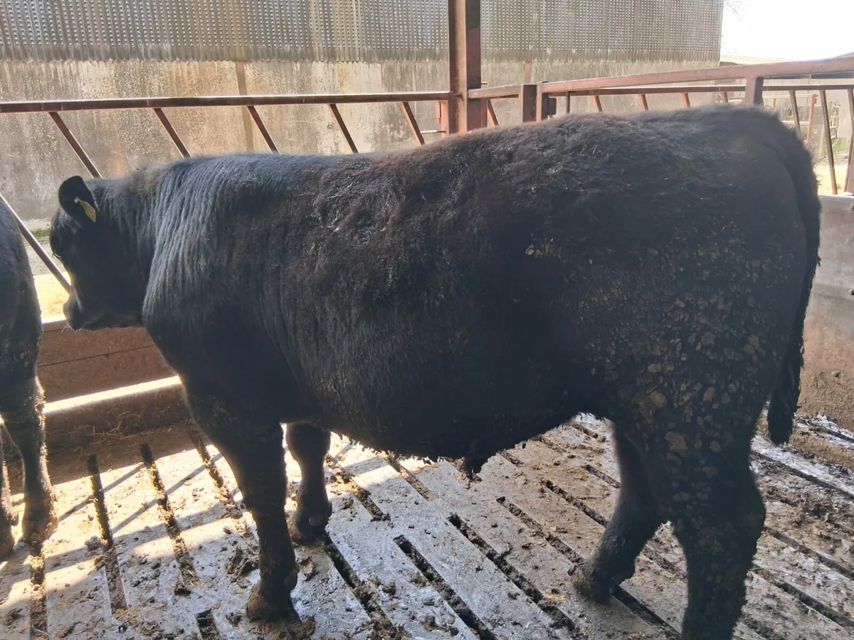 PBR Angus Bulls - Image 1