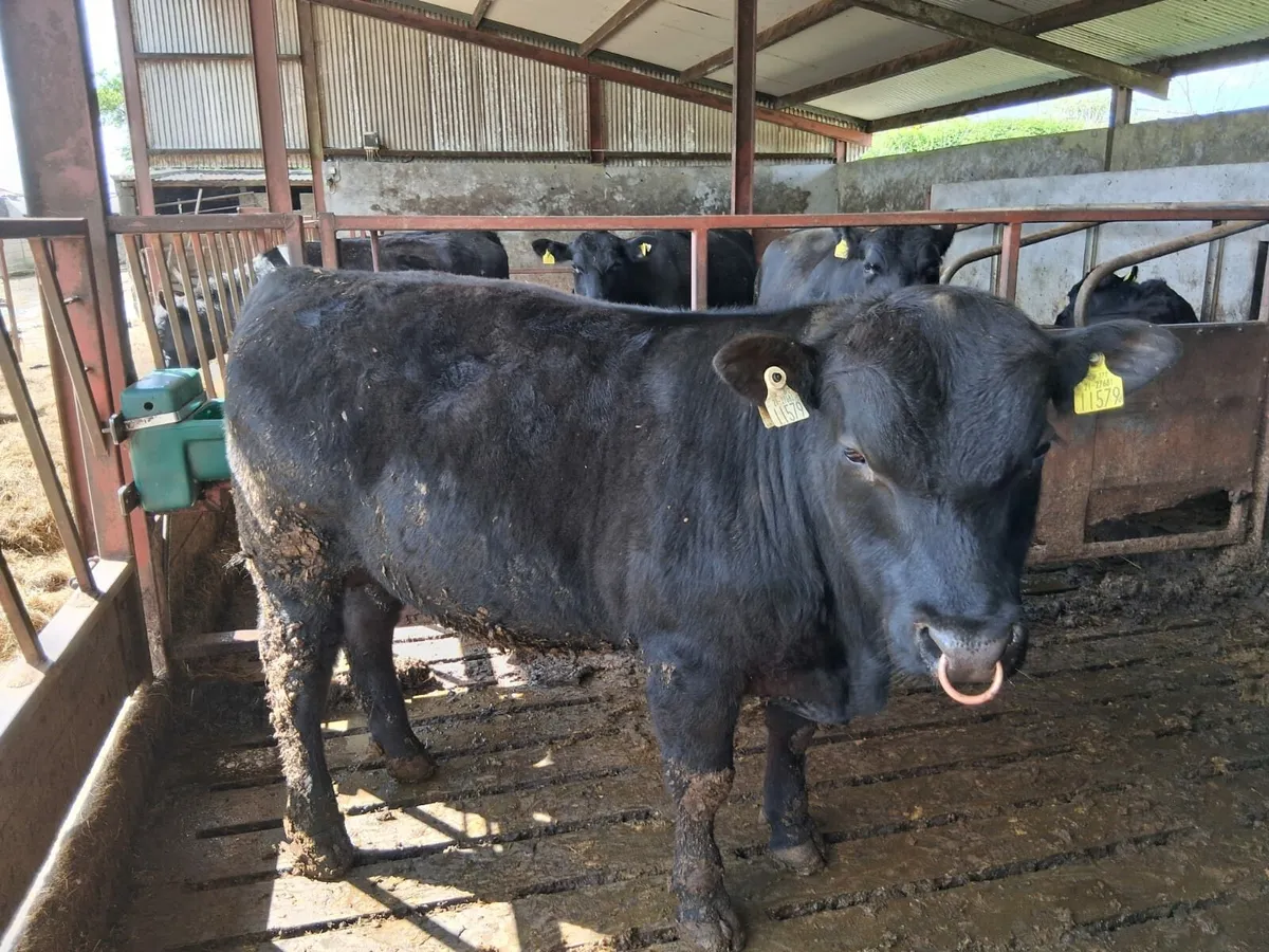 PBR Angus Bulls - Image 2