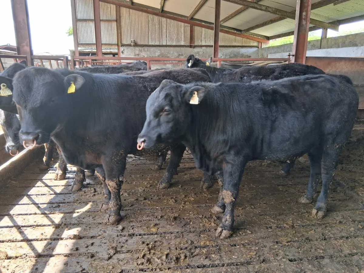 PBR Angus Bulls - Image 3