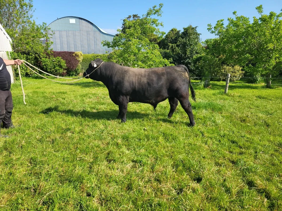 Pedigree registered Angus  bull - Image 4