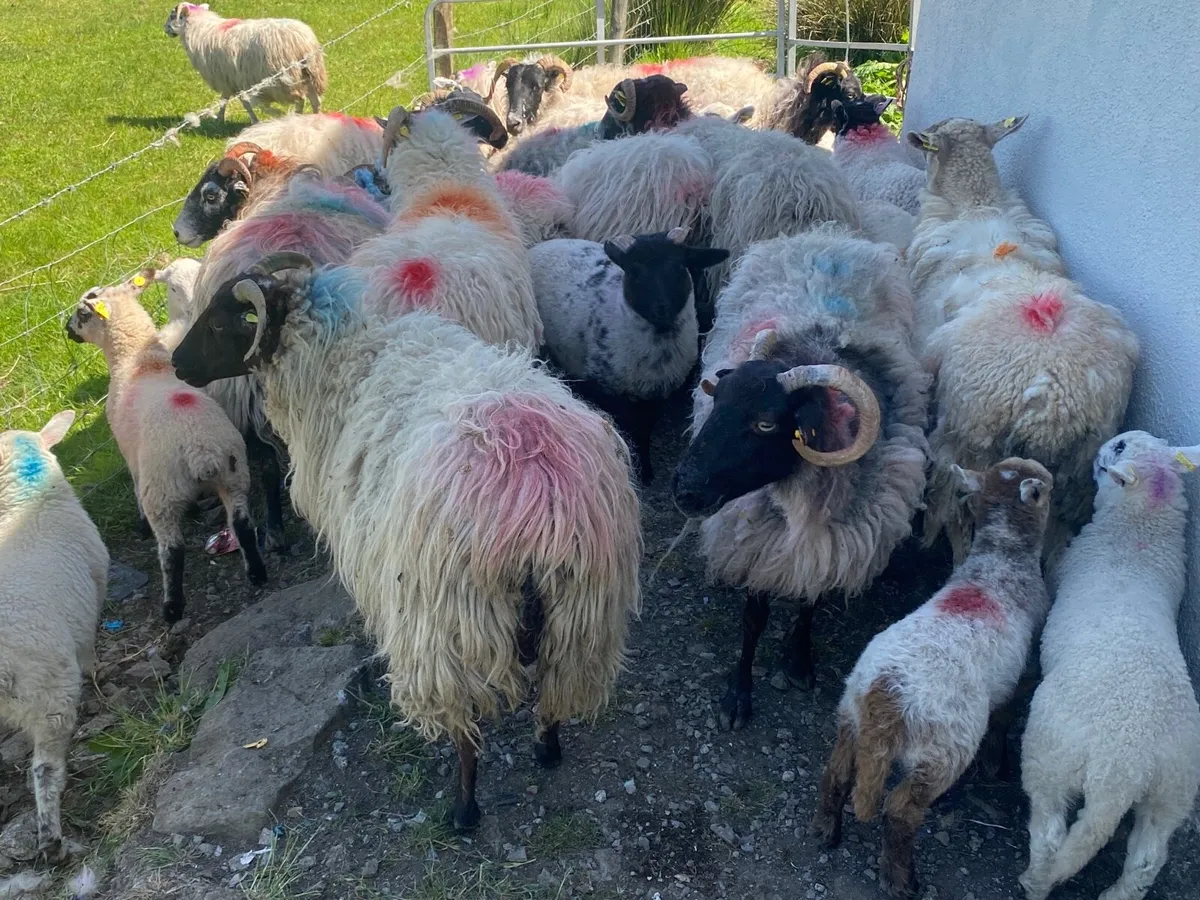 15 Super Ewes With 15 Lambs - Image 1
