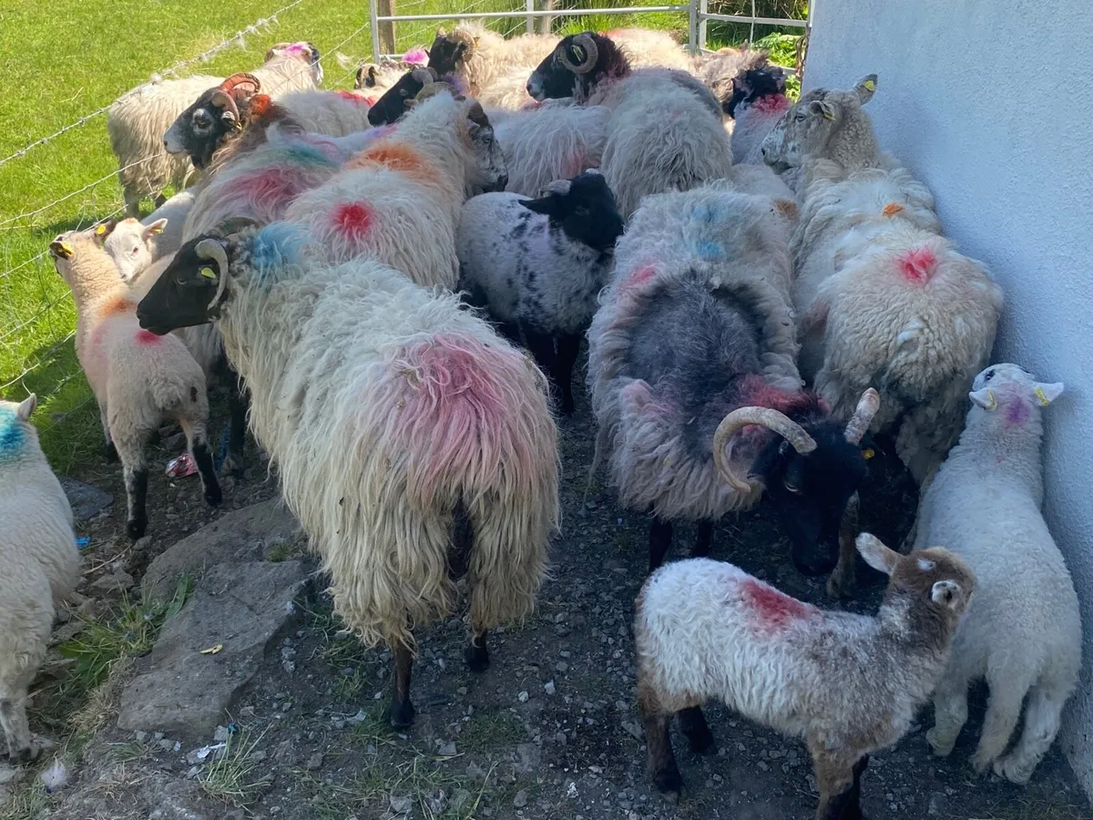 15 Super Ewes With 15 Lambs - Image 2