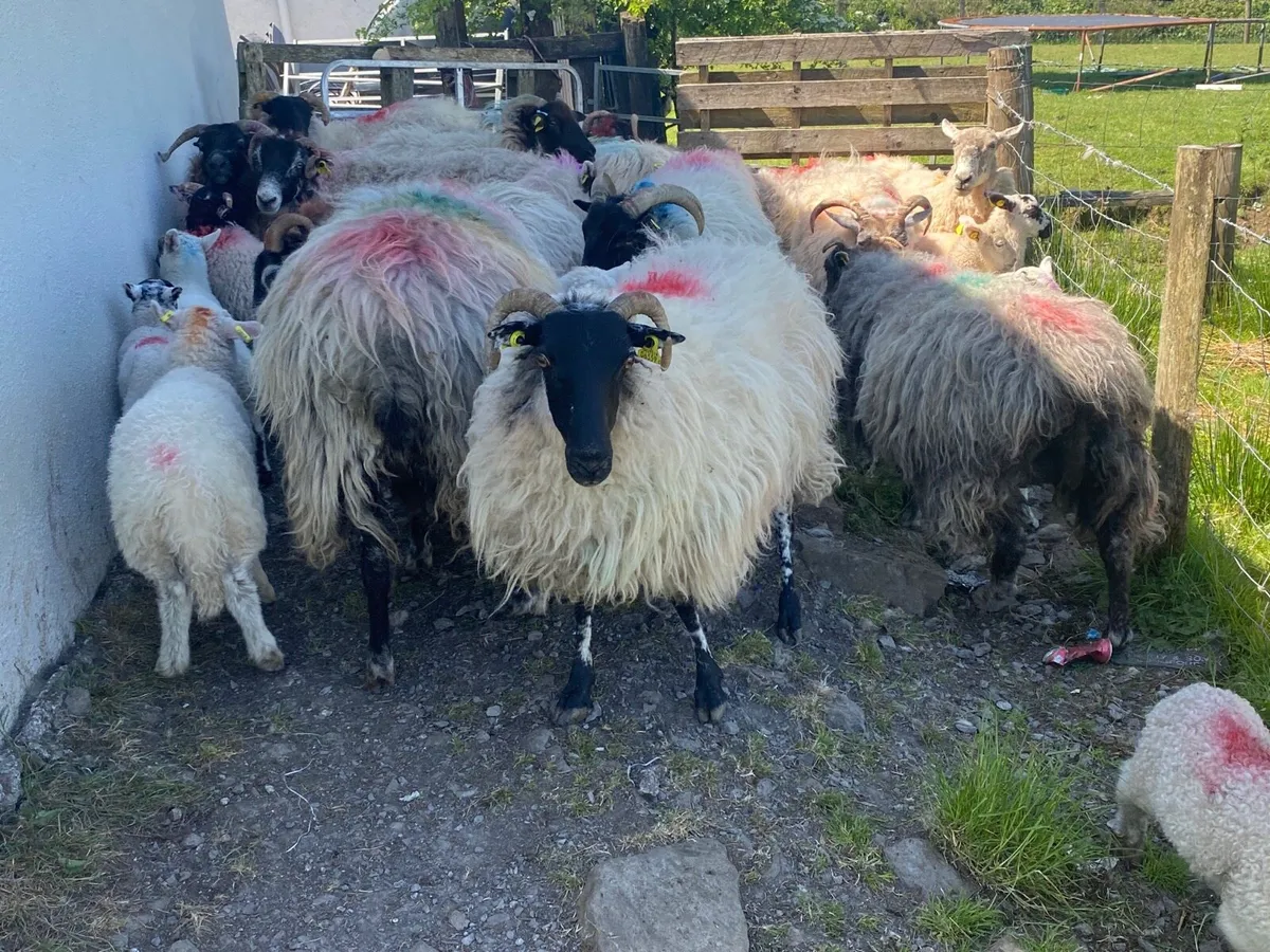 15 Super Ewes With 15 Lambs - Image 3