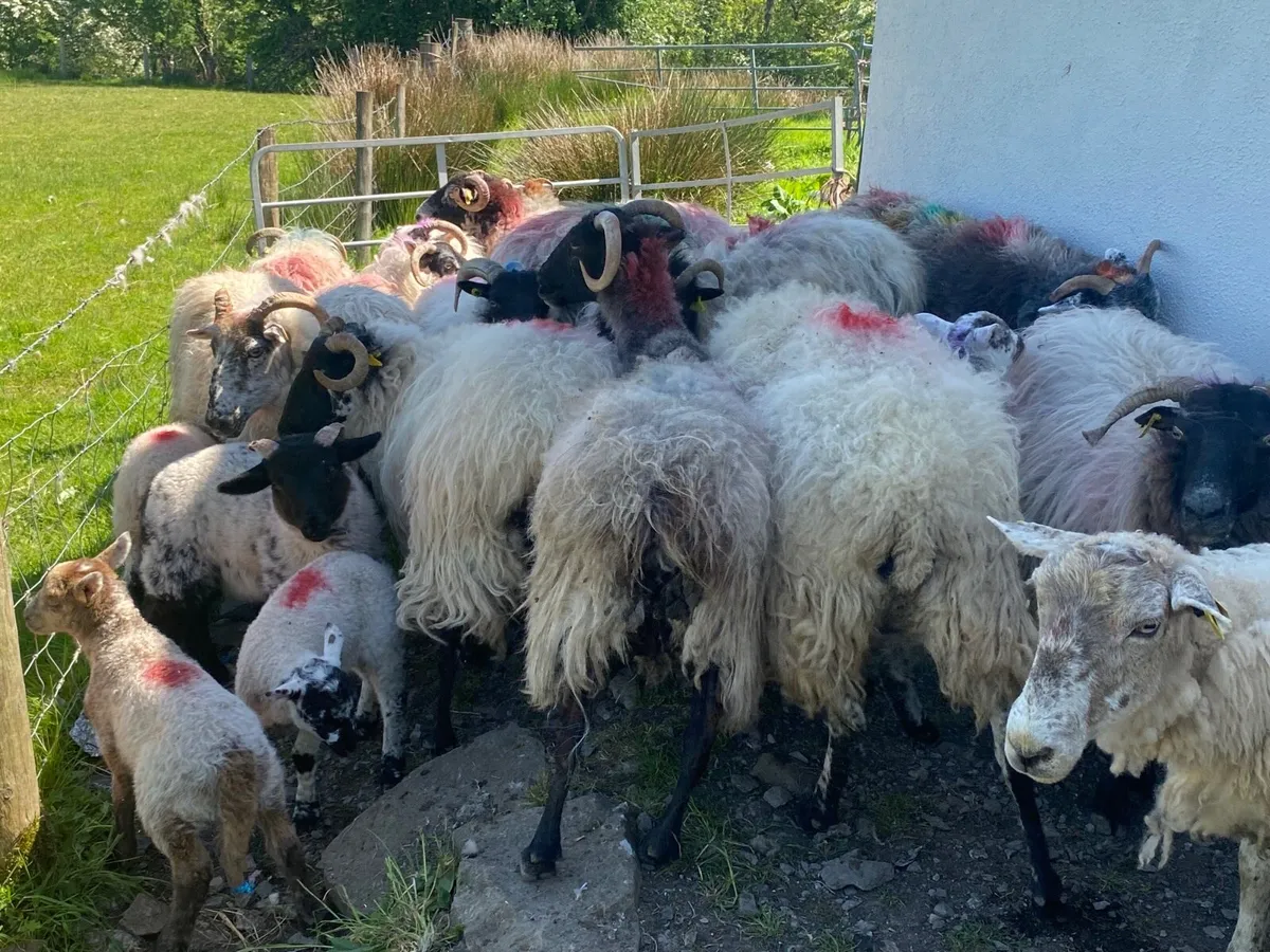 15 Super Ewes With 15 Lambs - Image 4