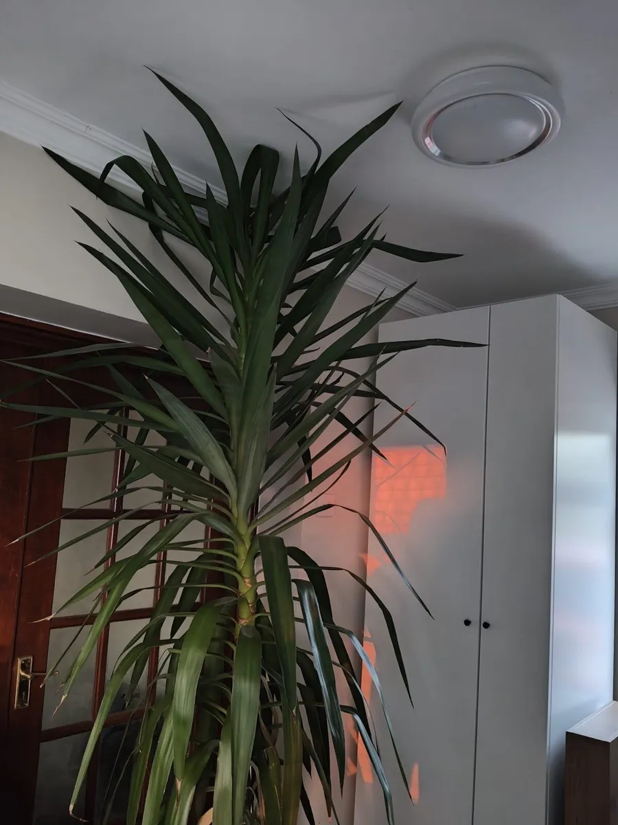 Yucca Plant 2 metres - Image 1