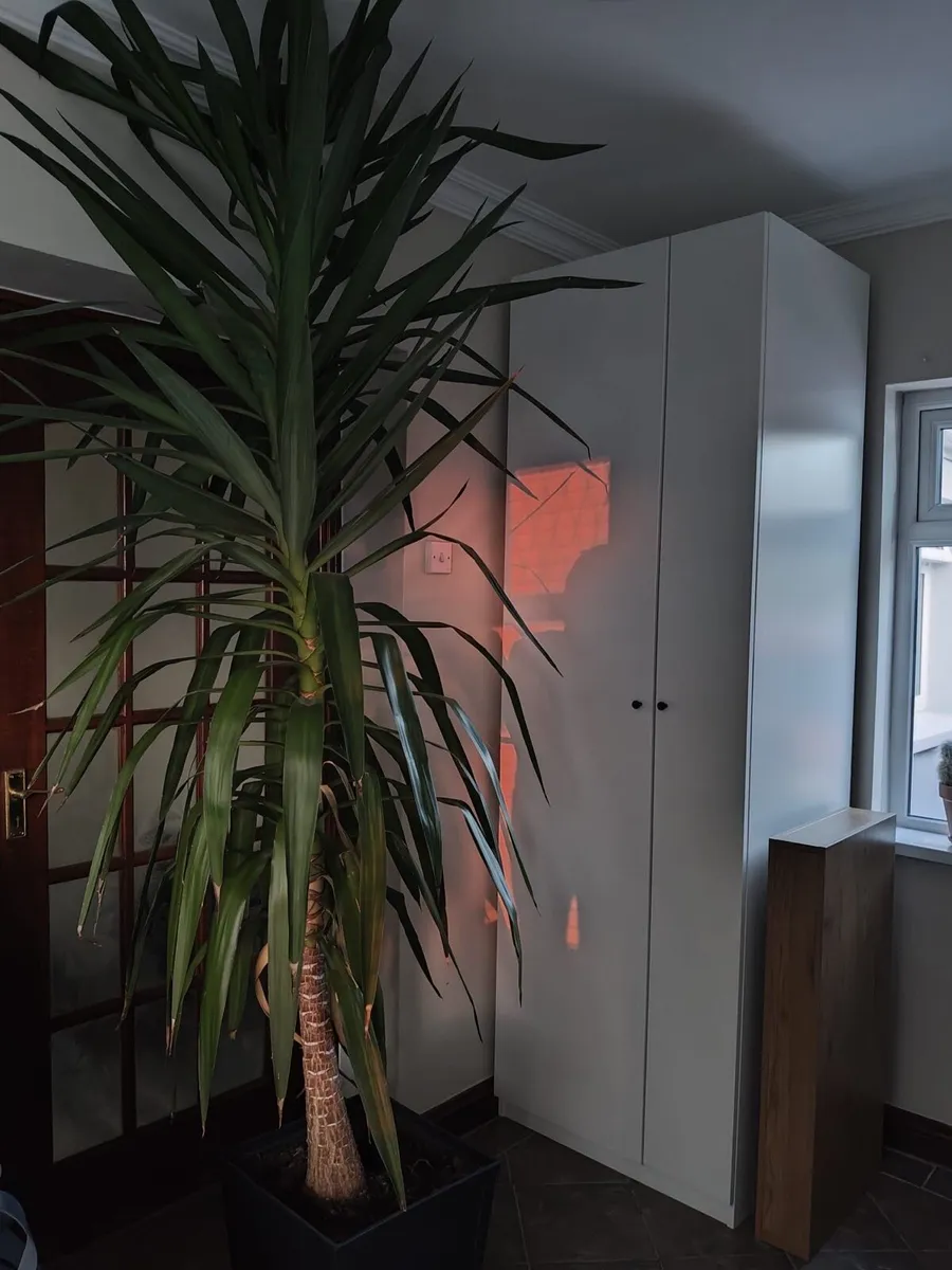 Yucca Plant 2 metres - Image 2