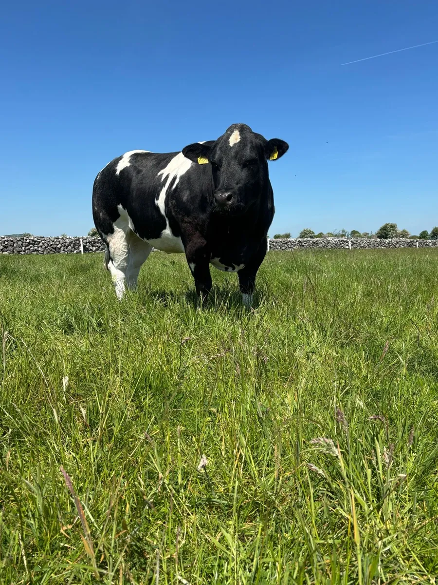 Heifer For Balla Mart 17th May - Image 2