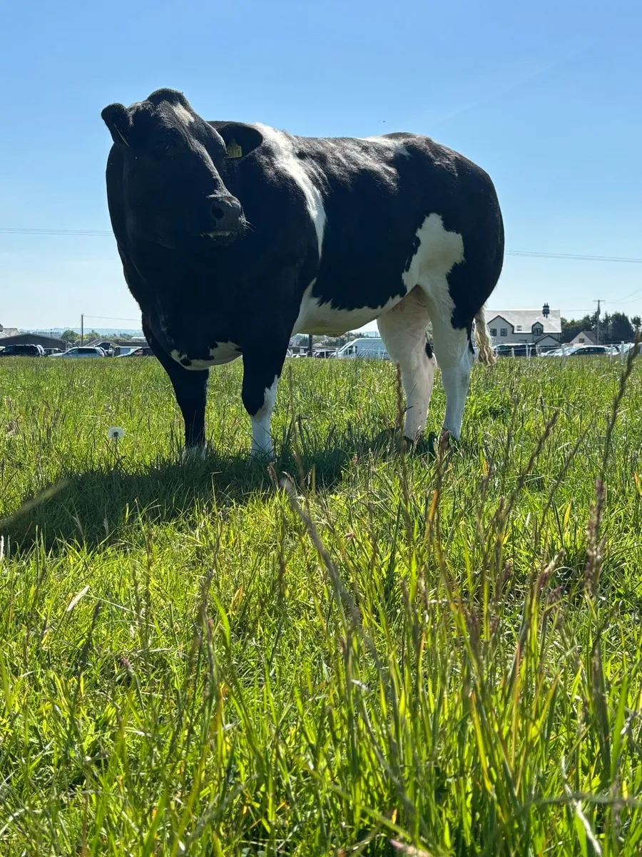 Heifer For Balla Mart 17th May - Image 3