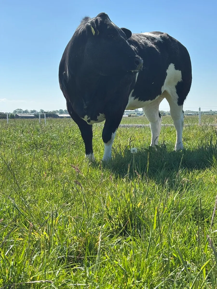 Heifer For Balla Mart 17th May - Image 4