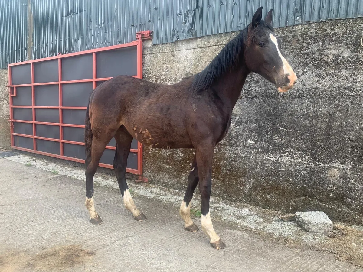 Connemara x Draft