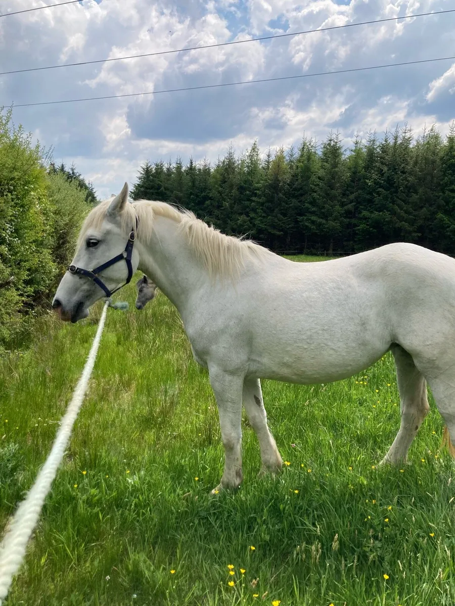 Irish Draught mare - Image 1