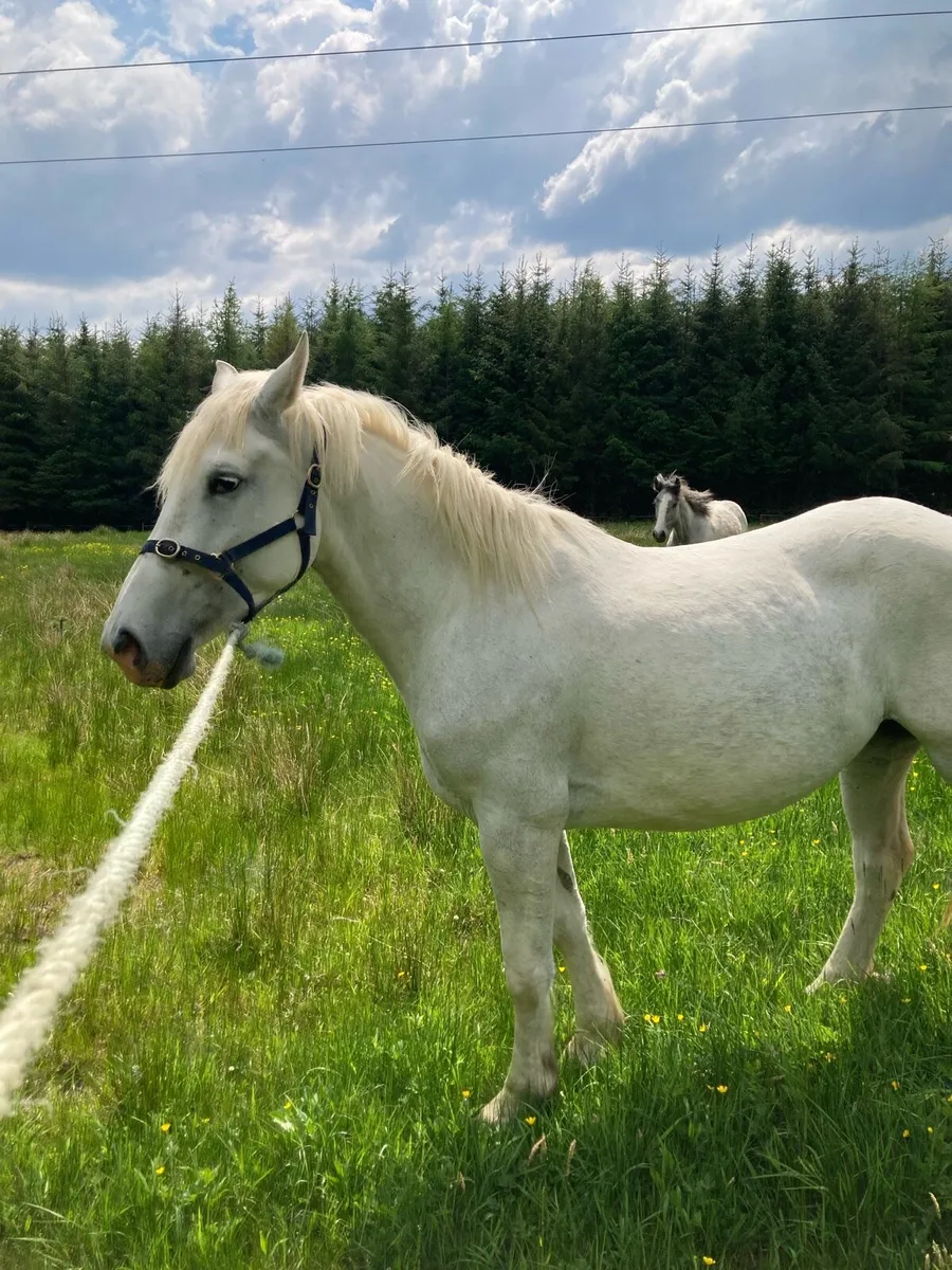 Irish Draught mare - Image 2