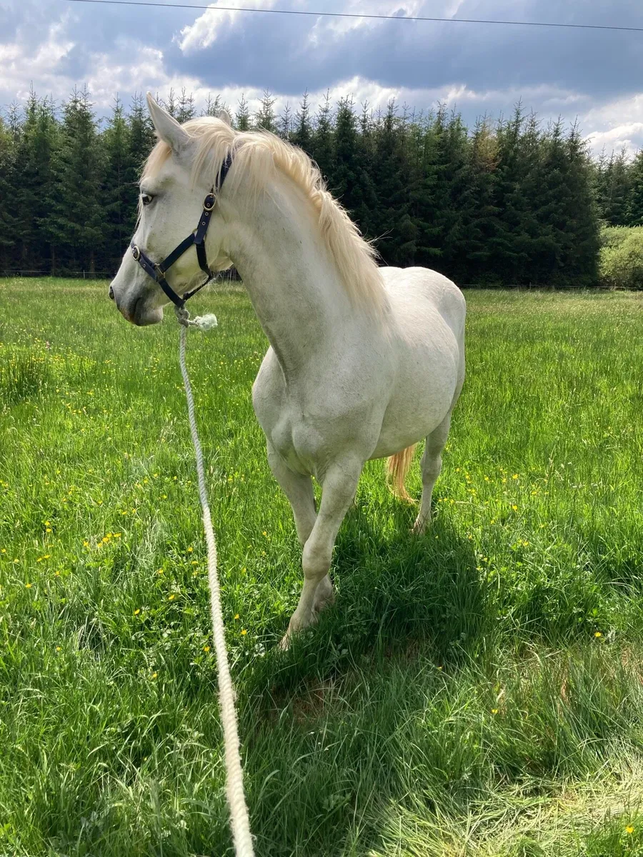 Irish Draught mare - Image 3