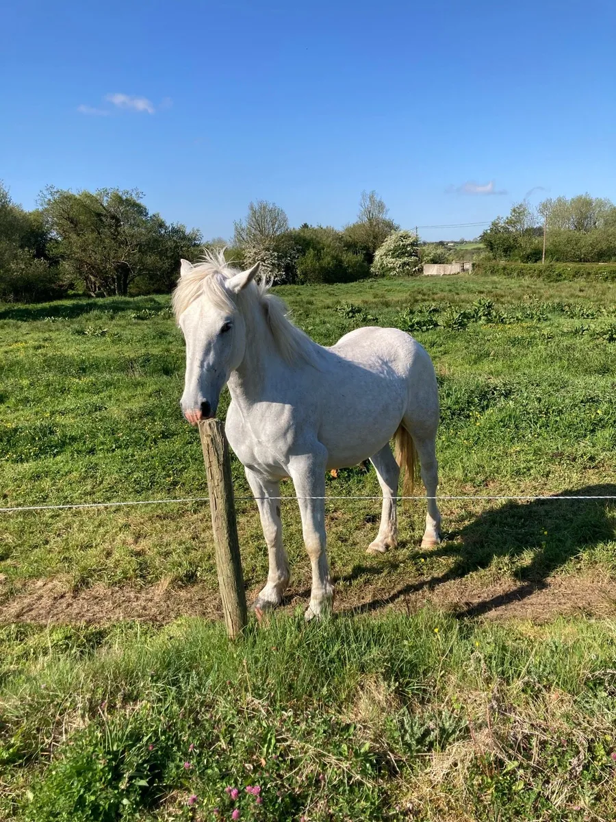Irish Draught mare - Image 4
