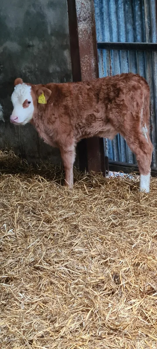 Angus Beef calves - Image 3