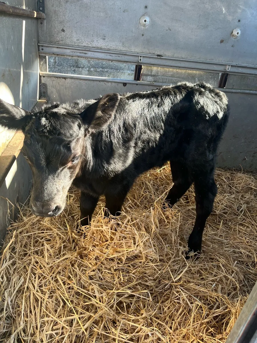 AA bull calf - Image 1