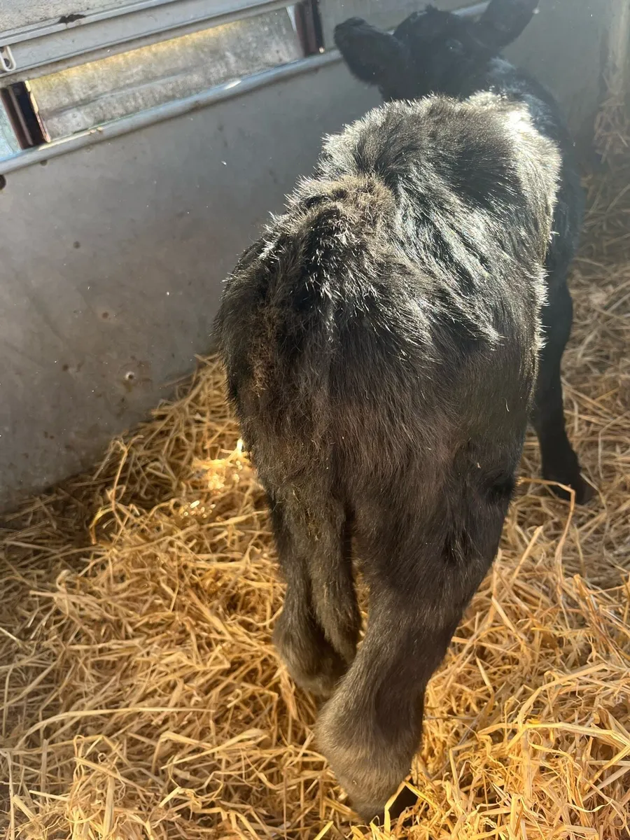 AA bull calf - Image 2