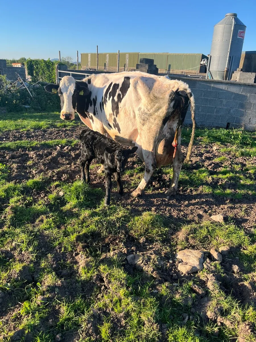 AA bull calf - Image 3