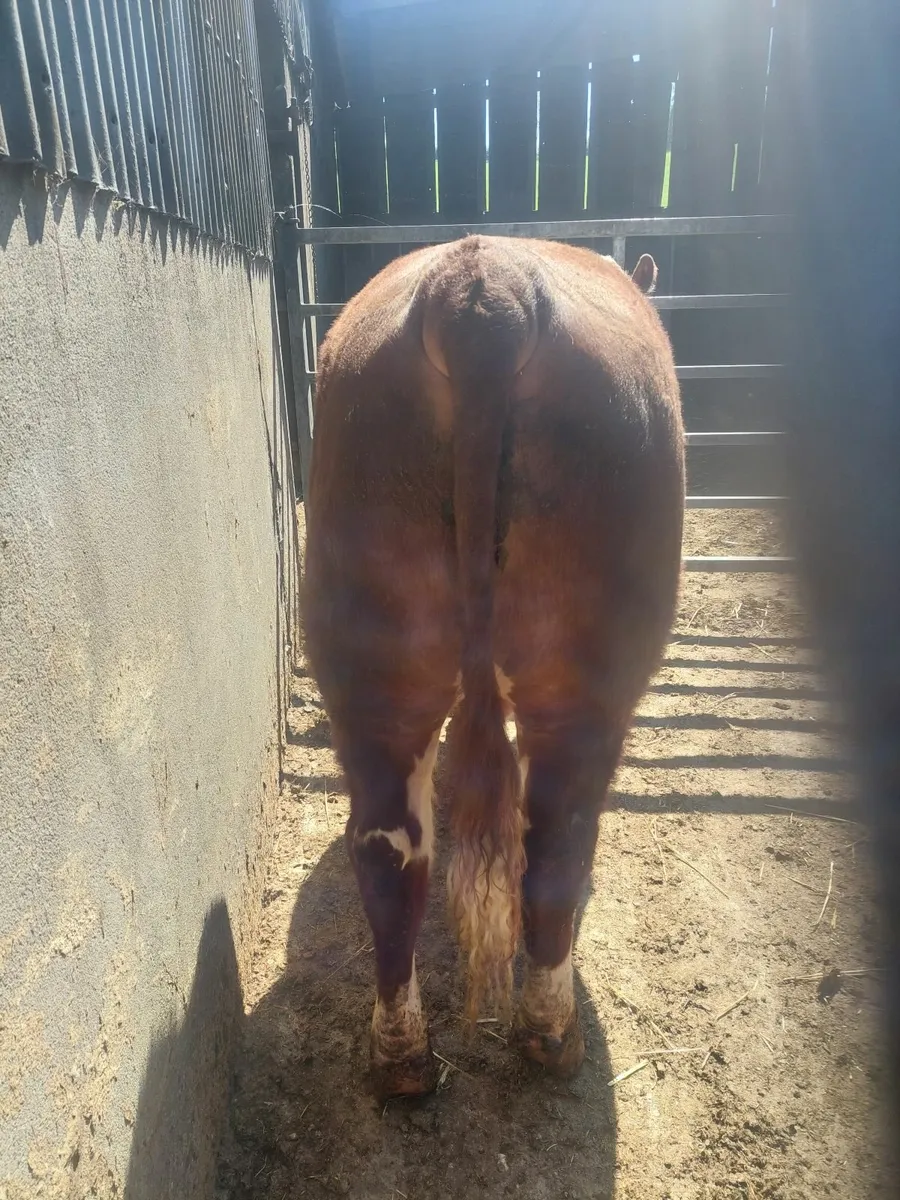 Pedigree Hereford bulls - Image 2