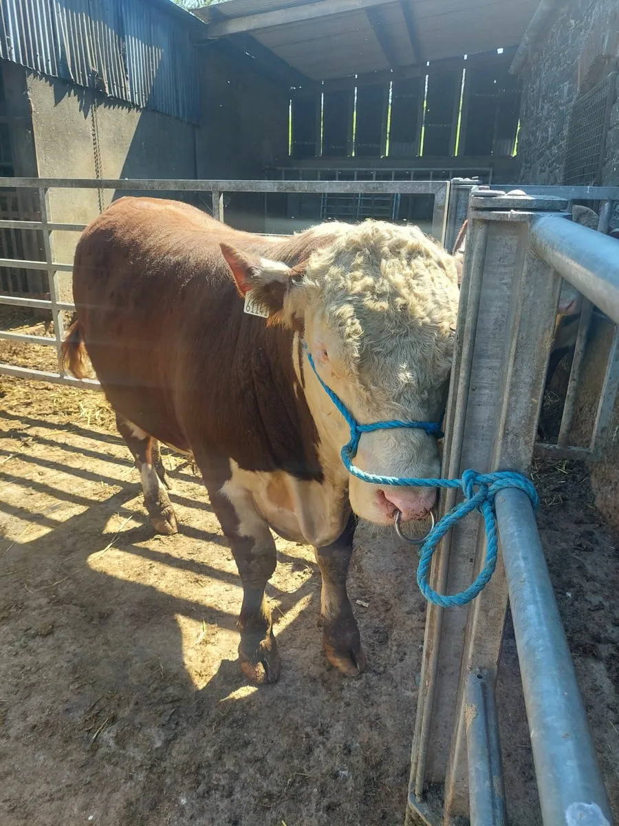 Pedigree Hereford bulls - Image 3