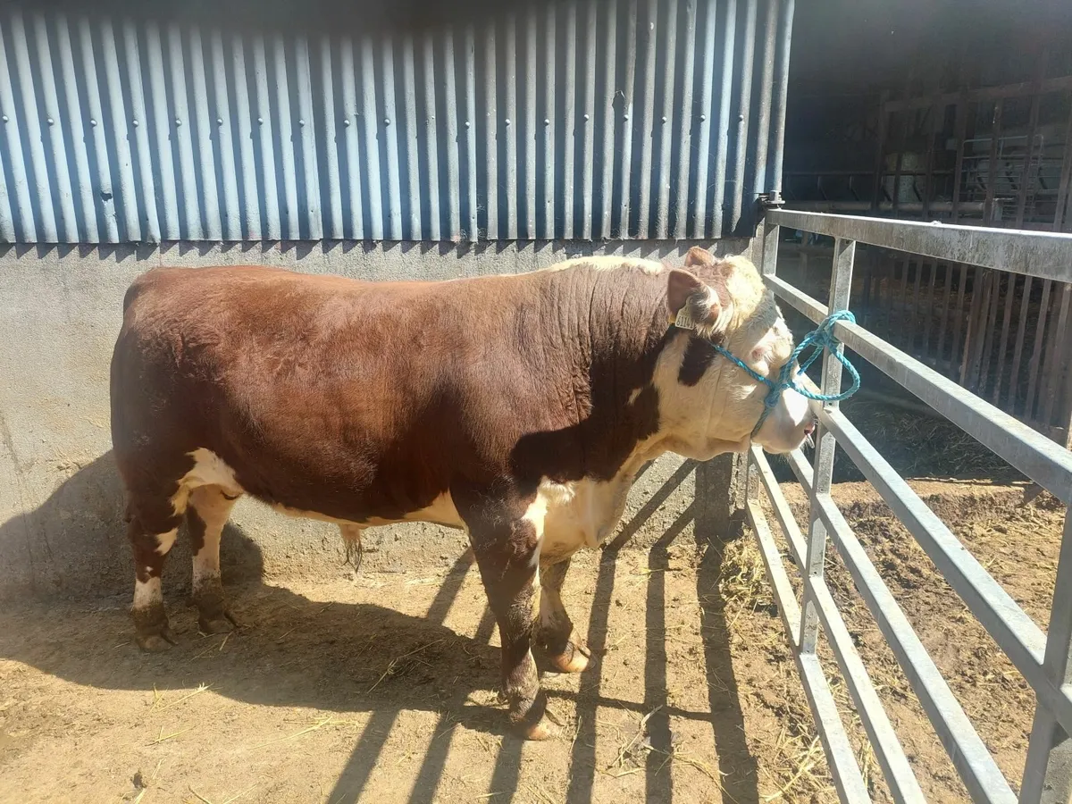 Pedigree Hereford bulls - Image 1