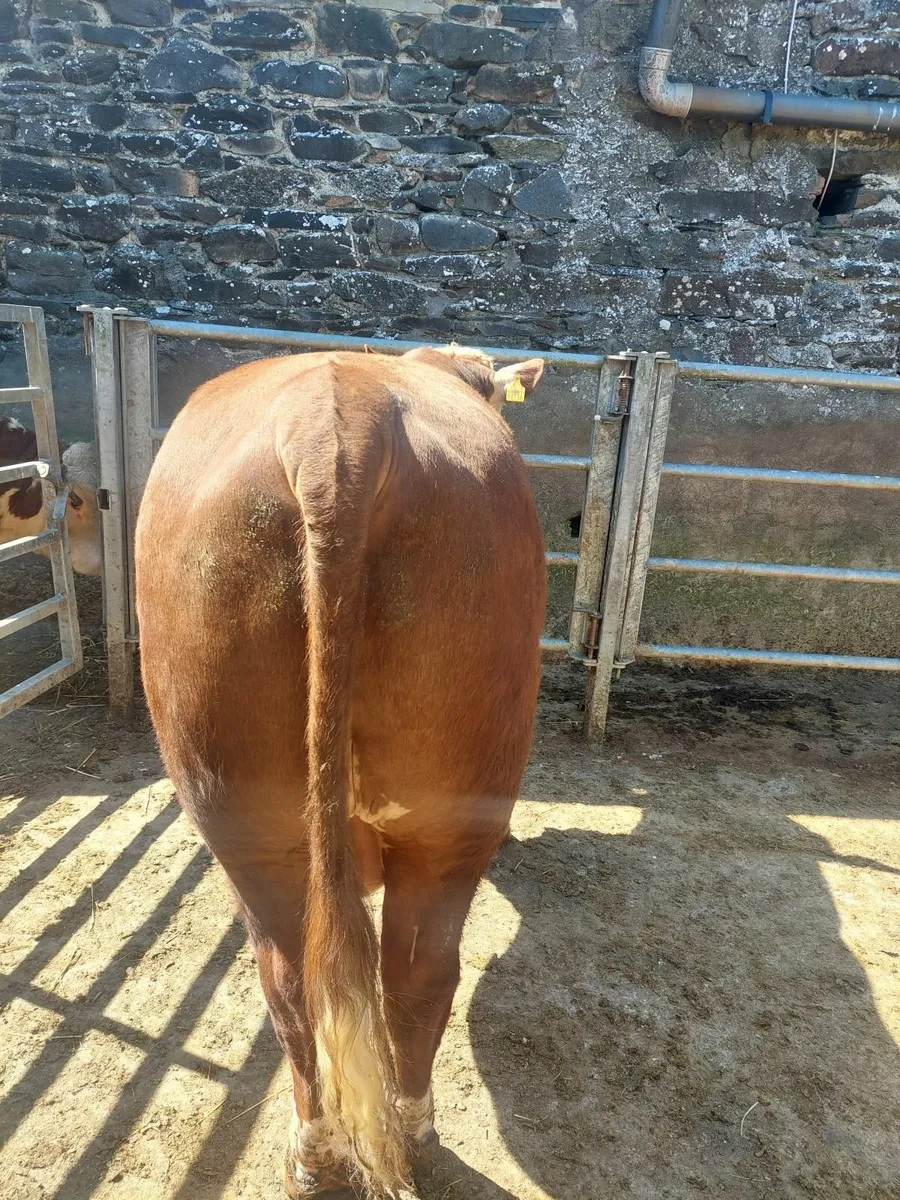 Pedigree Hereford bulls - Image 4