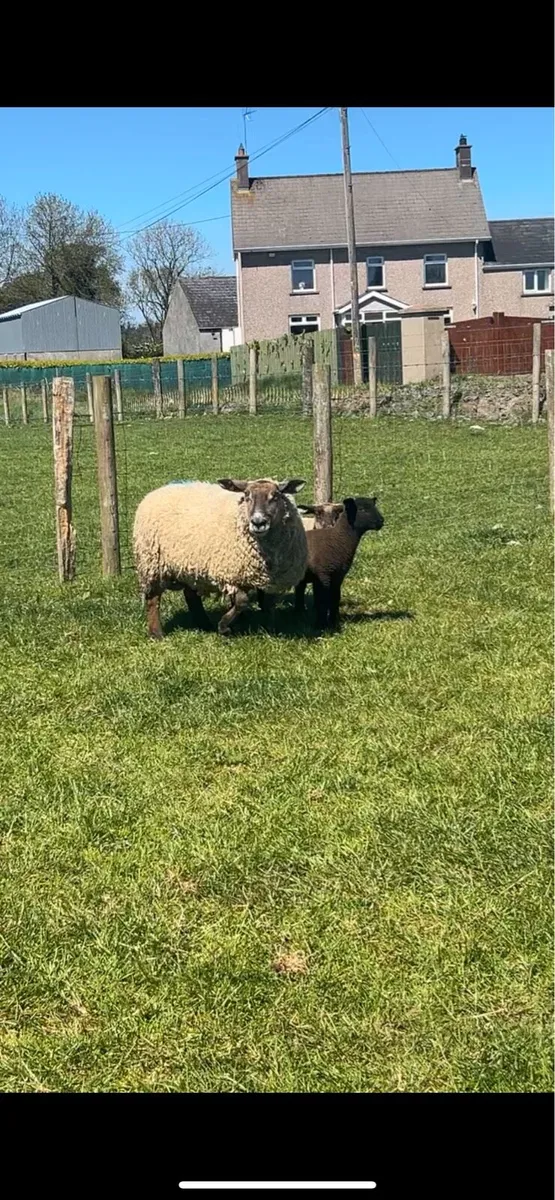 10 super Suffolk ewes with 18 big strong lambs - Image 1