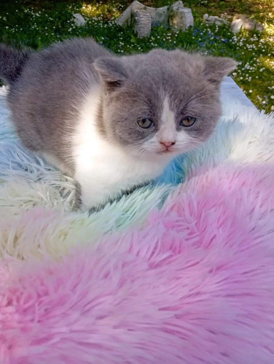 British short hair kitten - Image 4