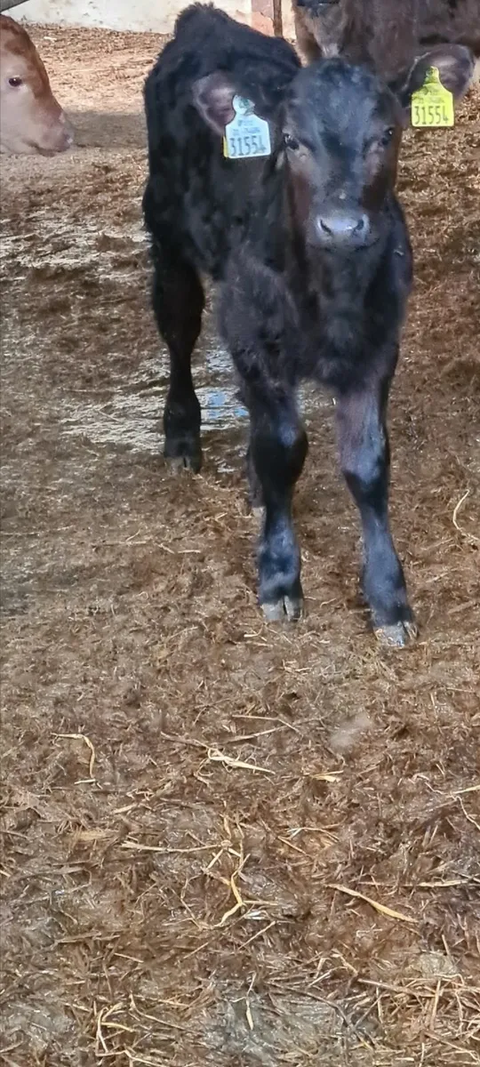 Angus Beef calves - Image 1