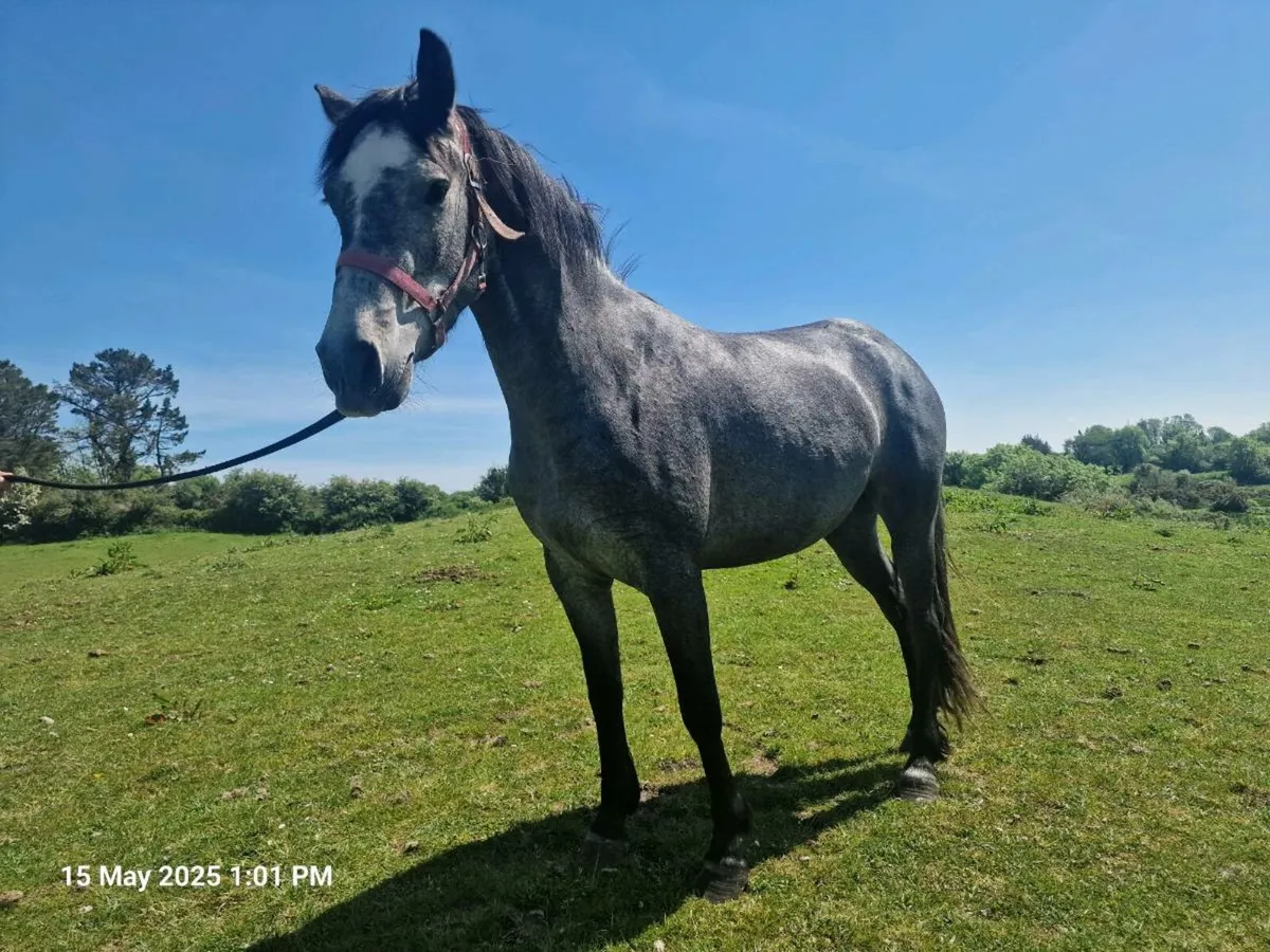 Connemara pony - Image 1
