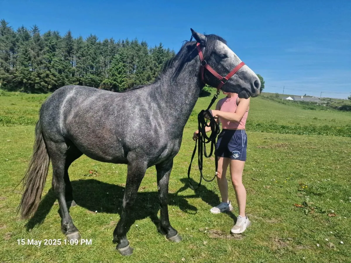 Connemara pony - Image 2