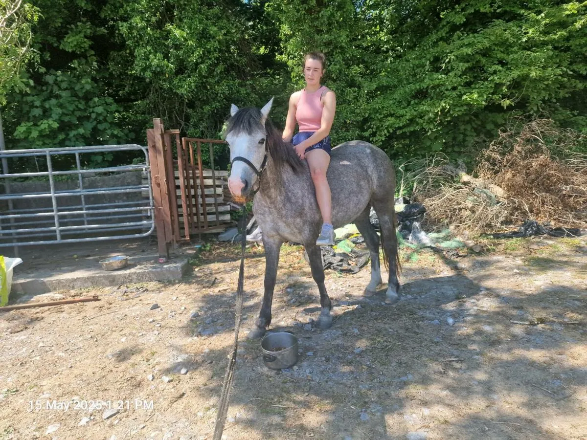 Connemara pony - Image 3
