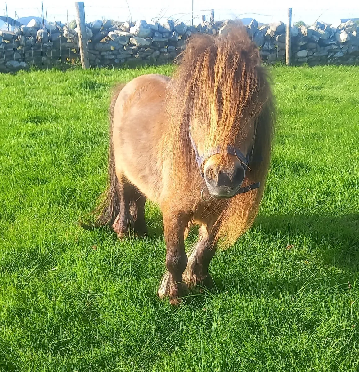 Miniature stallion 29 inches - Image 1