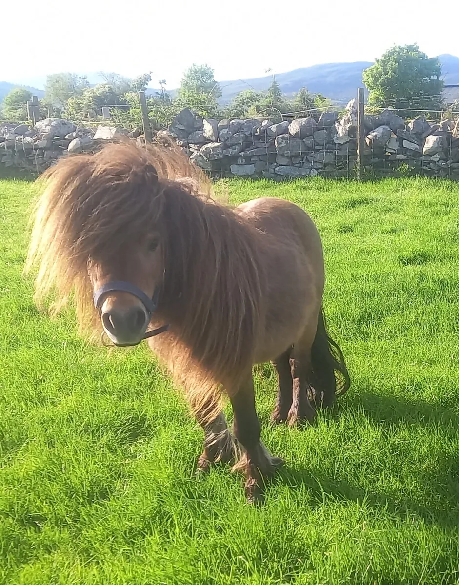 Miniature stallion 29 inches - Image 2