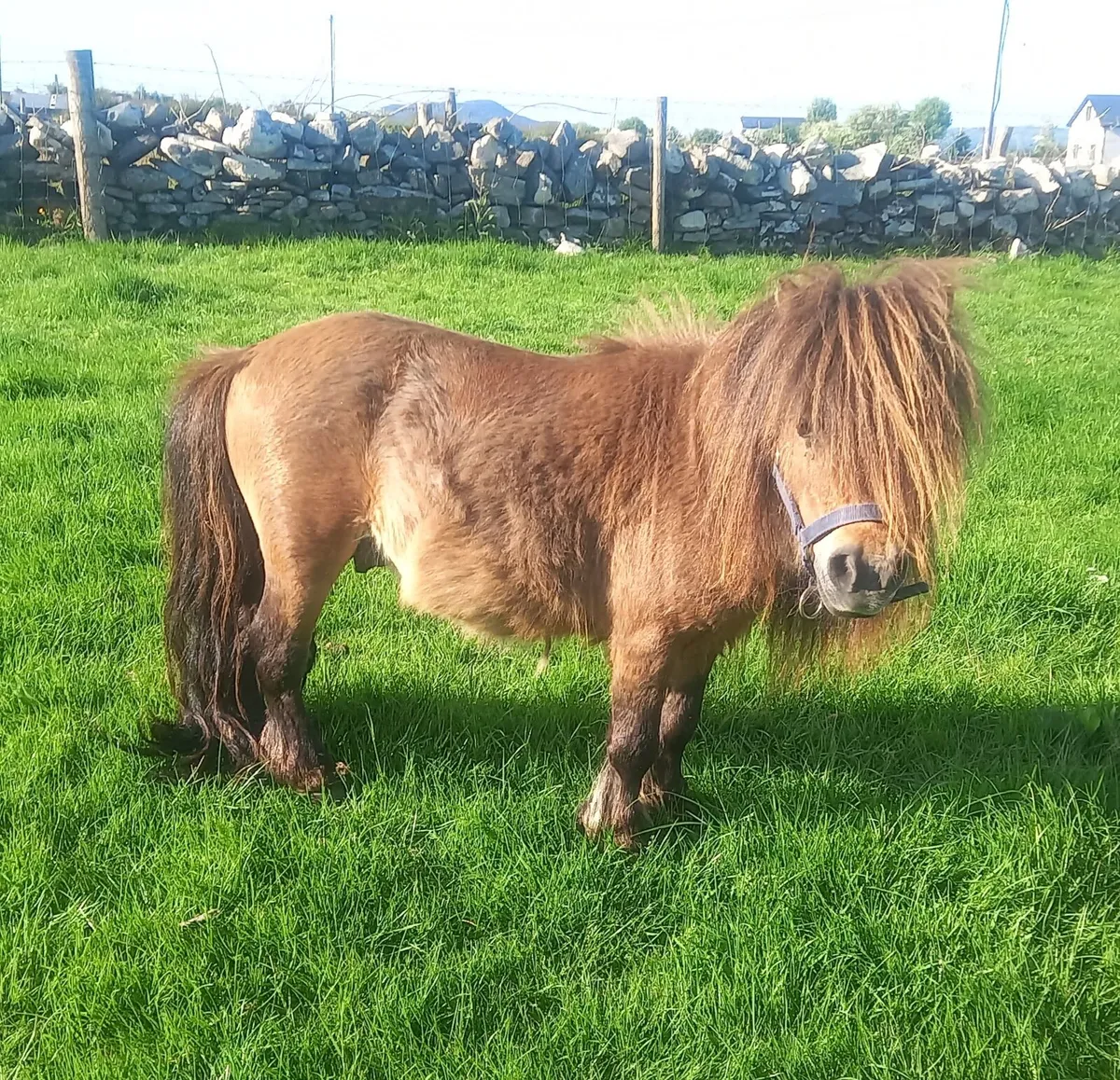 Miniature stallion 29 inches - Image 3