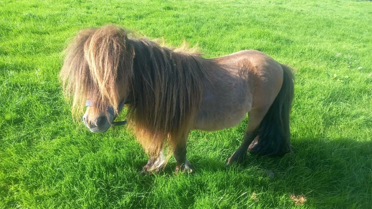 Miniature stallion 29 inches - Image 4