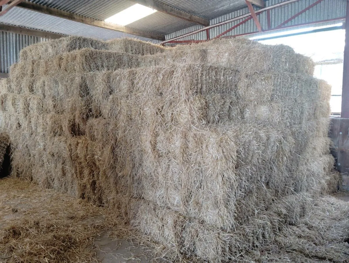Small Square bales of barley straw