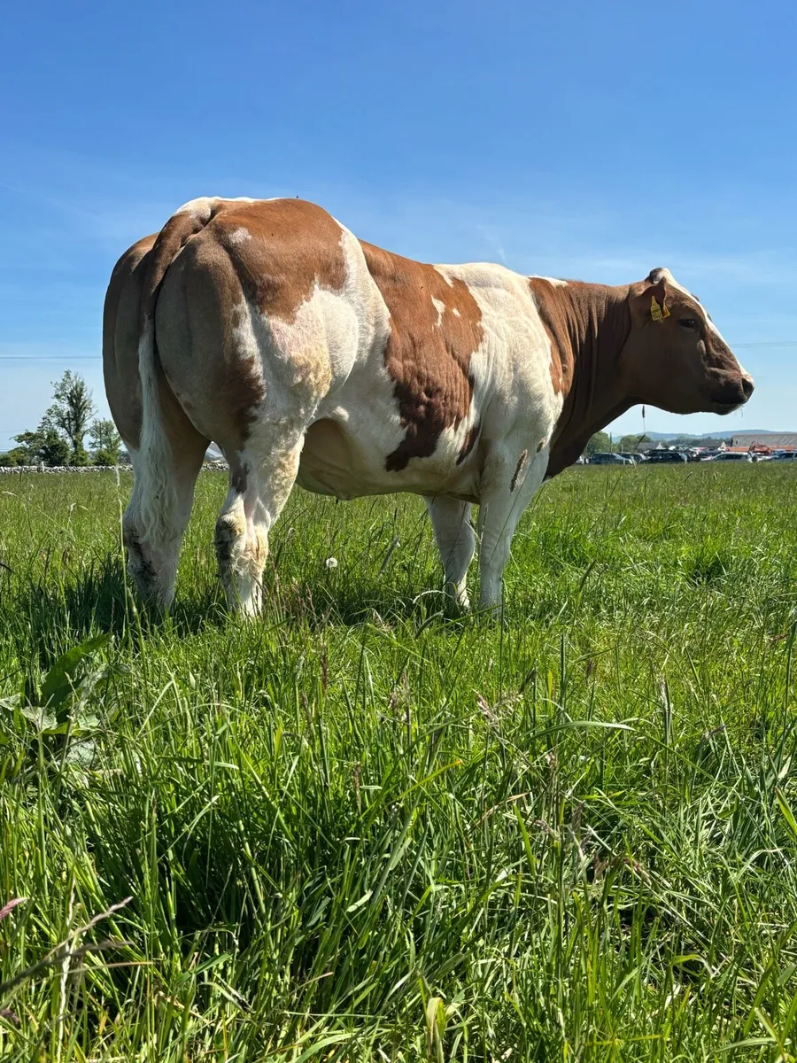 Super Blue Cow For Balla Mart 17th May - Image 1