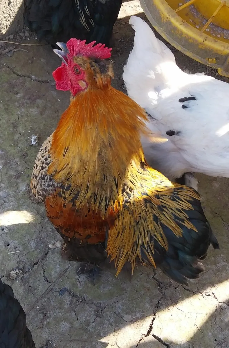 Bantam cockerell - Image 1