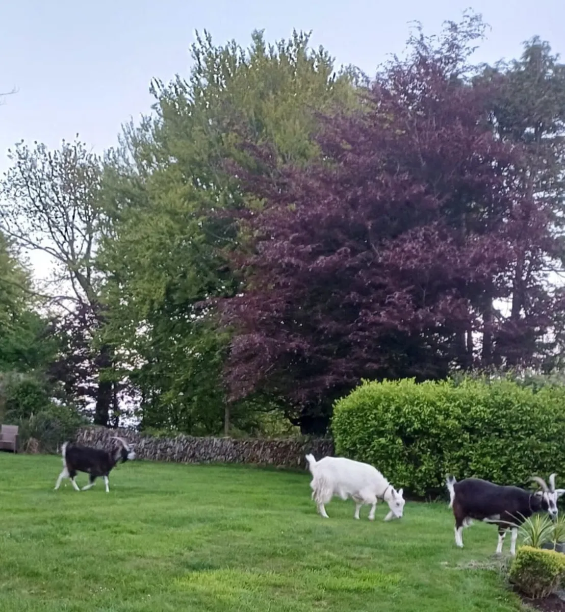 Goats