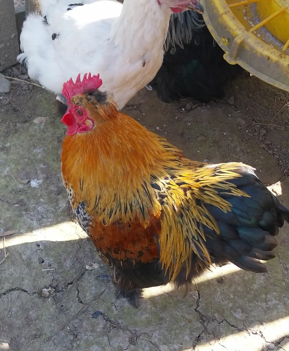 Bantam cockerell - Image 2